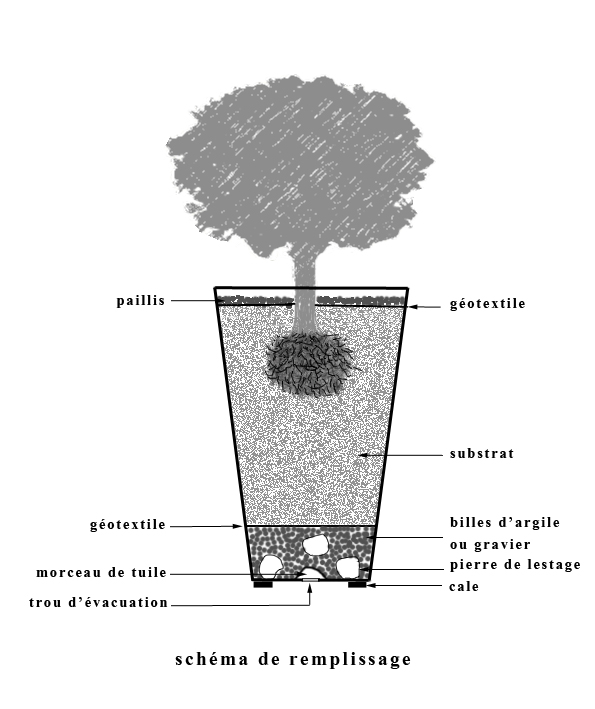 conseils plantation